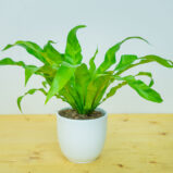 Paproć zanokcica (asplenium antiquum)