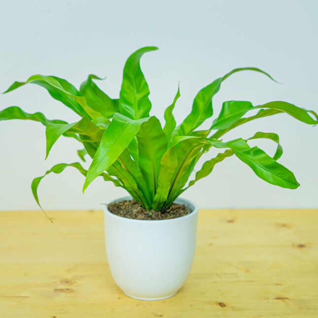Paproć zanokcica (asplenium antiquum)