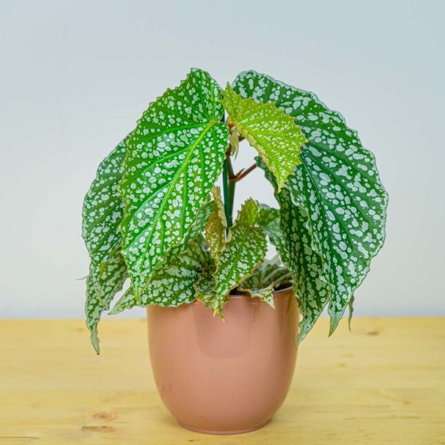 Begonia snow capped Begonia snow capped