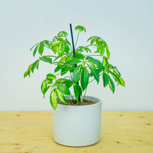 Szeflera 'gerda' (schefflera arboricola) Szeflera 'gerda' (schefflera arboricola)