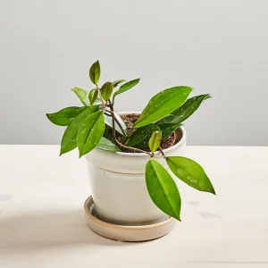 Hoya carnosa stardust