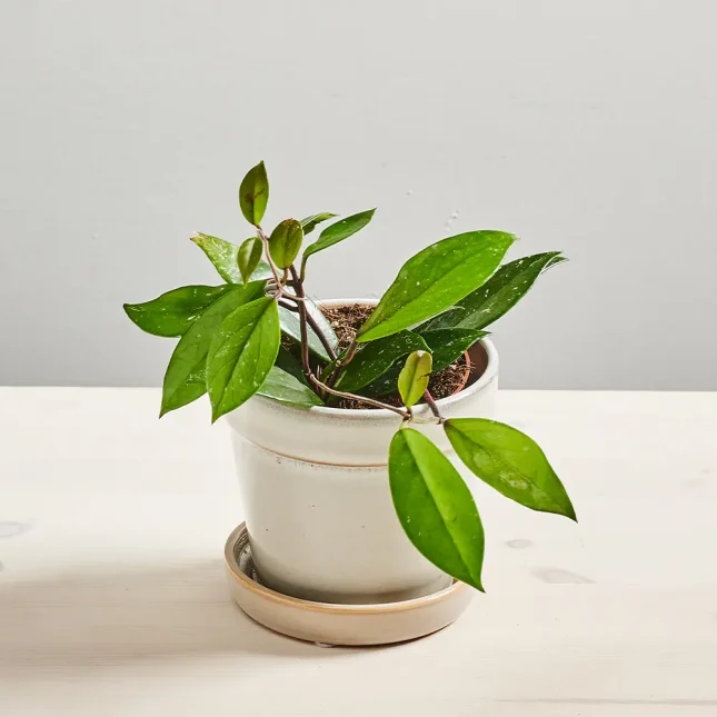 Hoya carnosa stardust