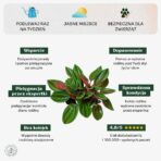 Peperomia_rosso_min