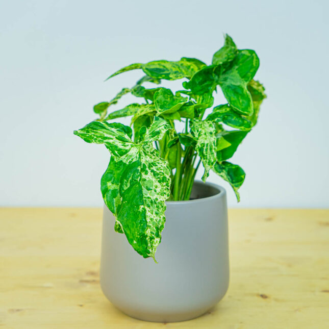 Syngonium mottled mojito Syngonium mottled mojito