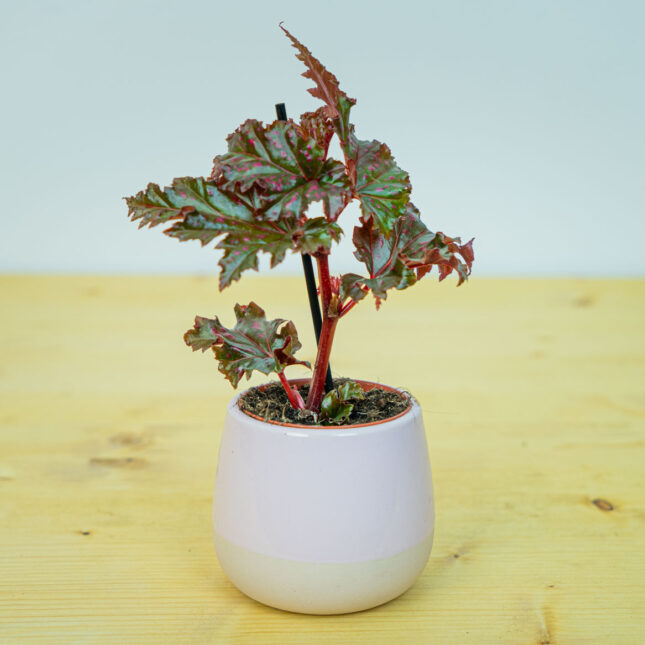 Begonia serratipetala baby Begonia serratipetala baby