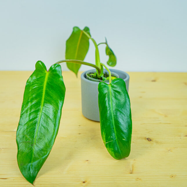Philodendron spiritus sancti Philodendron spiritus sancti