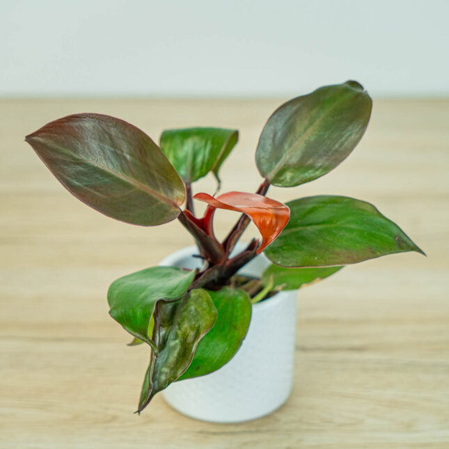 Philodendron cherry red baby Philodendron cherry red baby