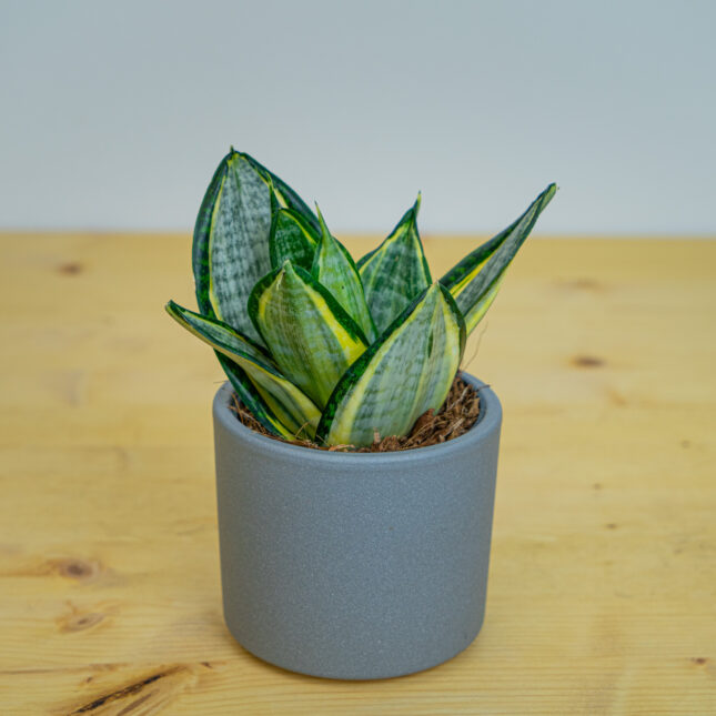 Sansevieria trifasciata hahnii silver zebra Sansevieria trifasciata hahnii silver zebra