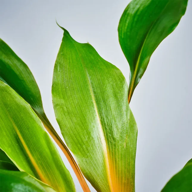 MS191k_0002_MS19 2 MS191k_0002_MS19 2