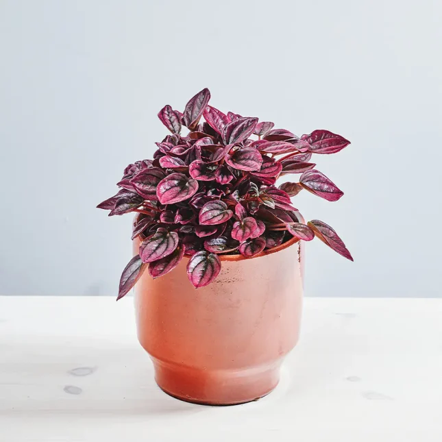 Peperomia caperata cayenne