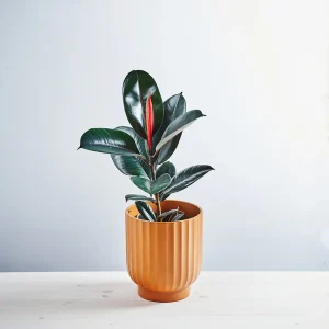 Fikus elastica abidjan (ficus)