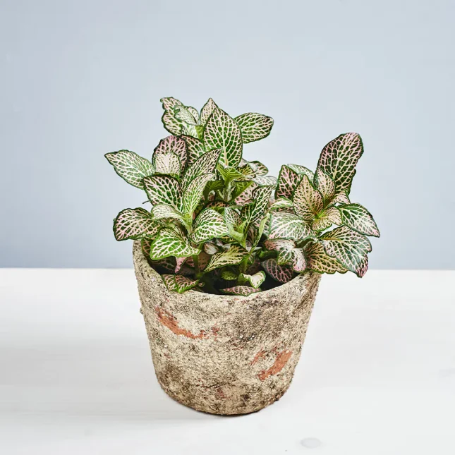 MS191k_0072_MS19 72 Fittonia mosaic mistral