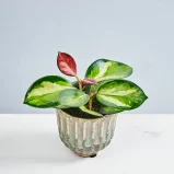 Hoya australis lisa baby