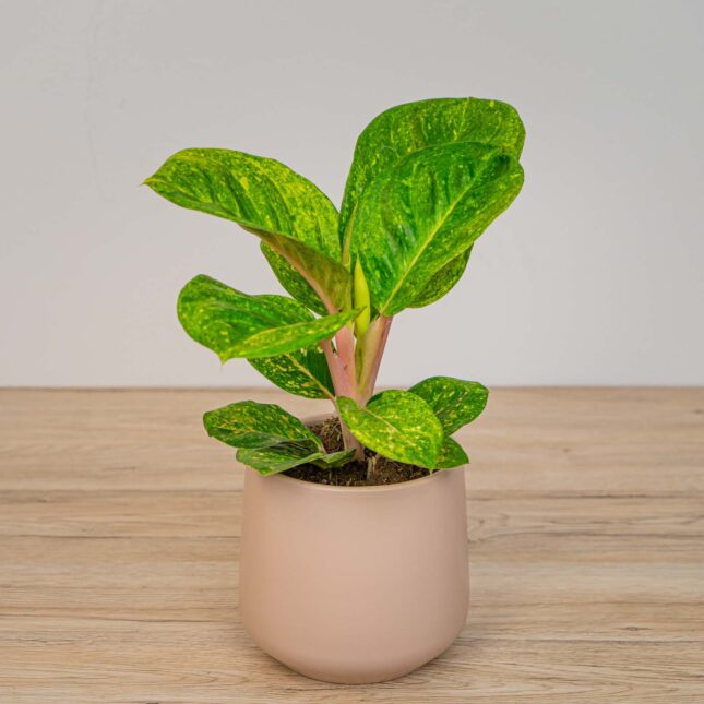 Aglaonema apple green Aglaonema apple green