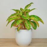 Aglaonema eyecatcher