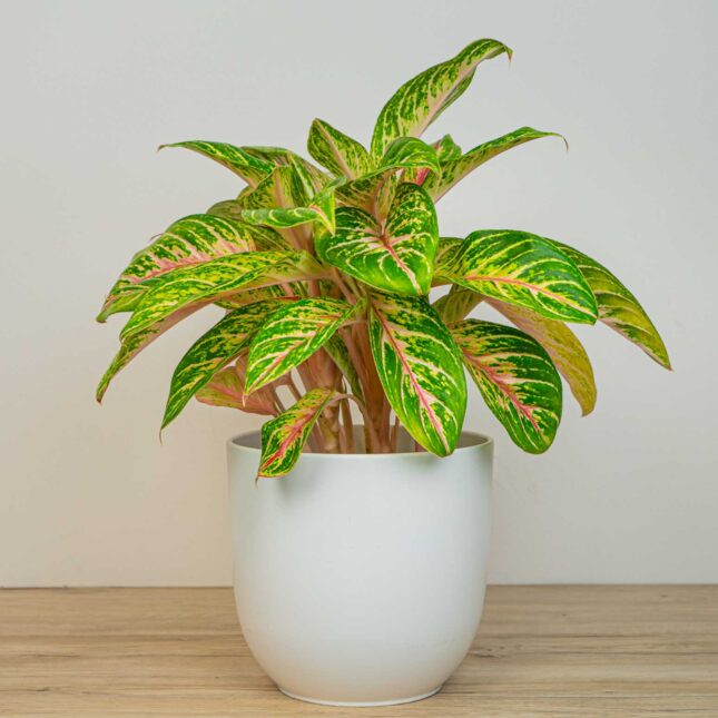 Aglaonema eyecatcher Aglaonema eyecatcher