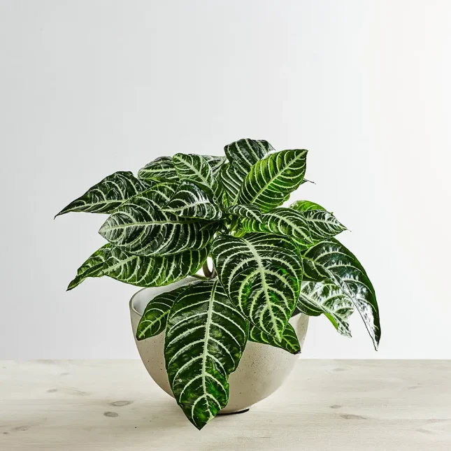 Afelandra stercząca kwitnąca (aphelandra squarrosa dania)