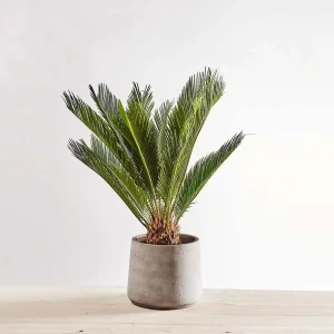 Cykas (cycas revoluta)
