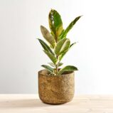 Fikus elastica tineke (ficus)
