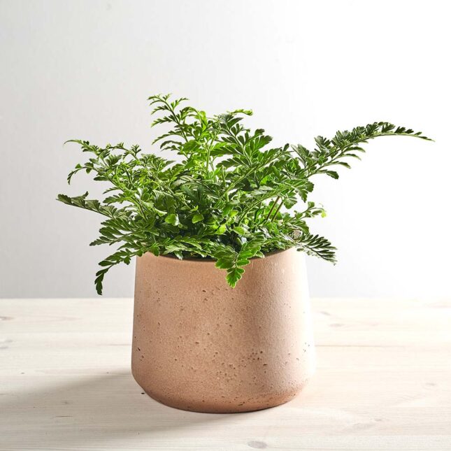 Paproć zanokcica (asplenium parvati)