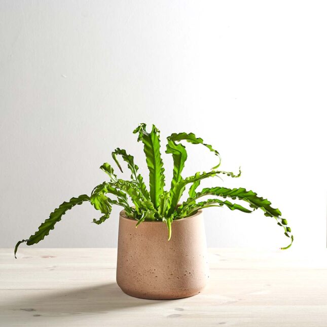 szkalrnia1k_0040_0417SZKLARNIA 40 Paproć zanokcica (asplenium antiquum osaka)