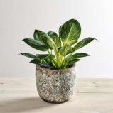 Philodendron birkin