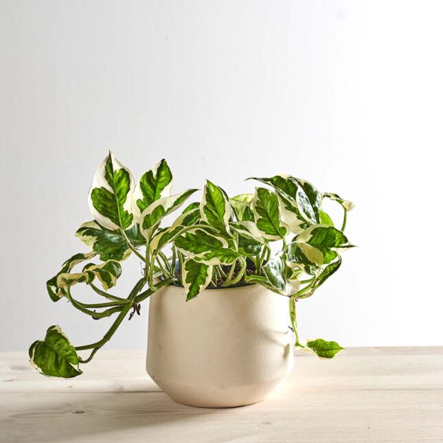 Epipremnum n'joy