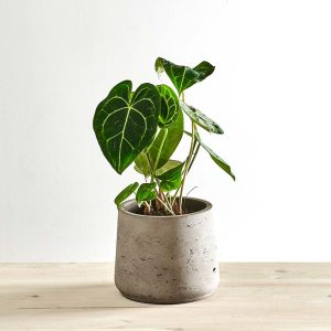 Anthurium clarinervium