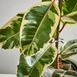 MS131k_0423_MS13 427