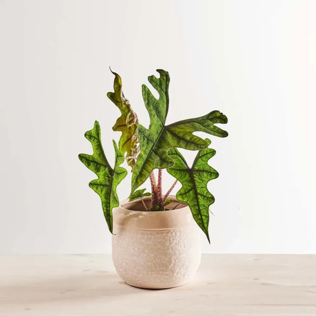 MS6_1k_0094_0523SZKLARNIA 94 Alokazja jacklyn (alocasia)
