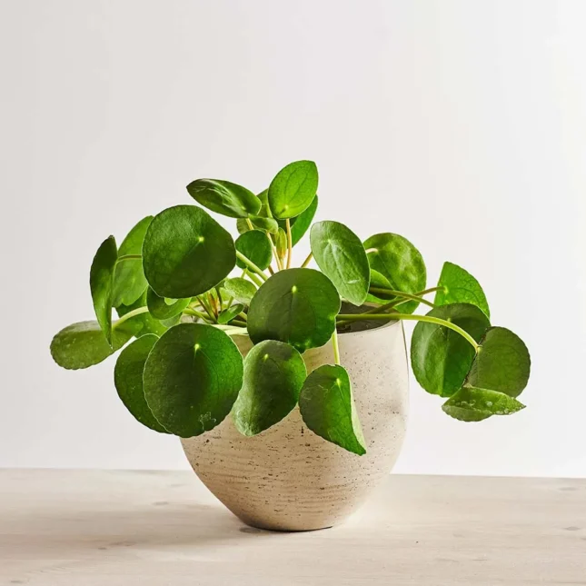 MS6_1k_0108_0523SZKLARNIA 108 Pilea peperomioides (pieniążek)