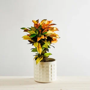 Codiaeum mrs iceton (kroton)