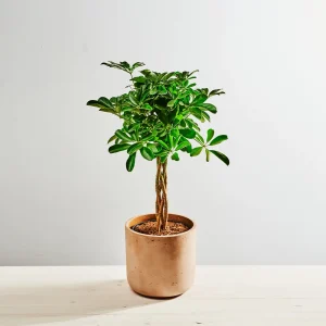 Szeflera (schefflera arboricola compacta)