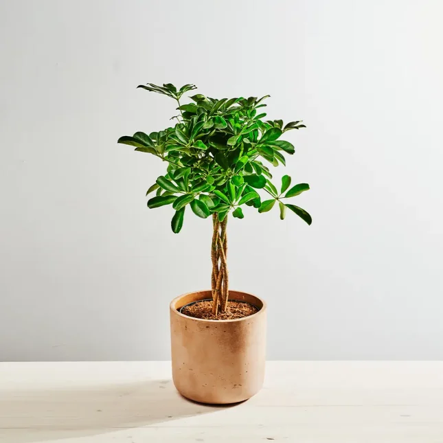 MS1k7_0132_0616SZKLARNIA 132 Szeflera (schefflera arboricola compacta)