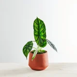 Alokazja dragon scale (alocasia)
