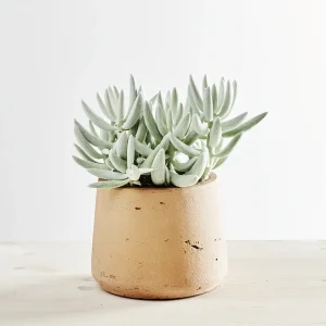 Senecio aquarine mount blanc
