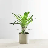 Palma madagaskaru (pachypodium lamerei)