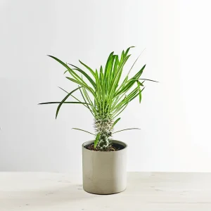 Palma madagaskaru (pachypodium lamerei)