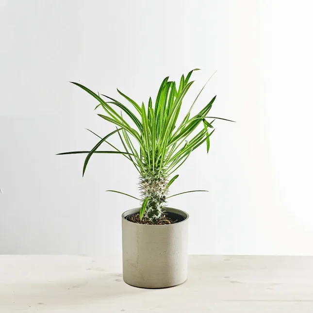 Palma madagaskaru (pachypodium lamerei)