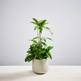 Dracena surculosa aurea (dracaena)