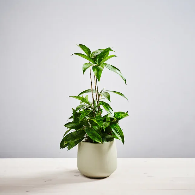 Dracena surculosa aurea (dracaena)