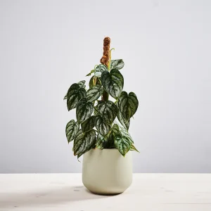Philodendron brandtianum