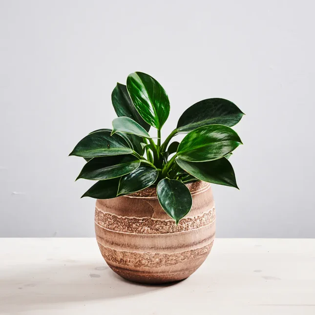 MS1k8_0272_0629SZKALRNIA 272 Philodendron green princess
