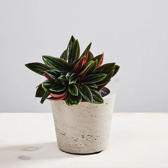 Peperomia rosso baby
