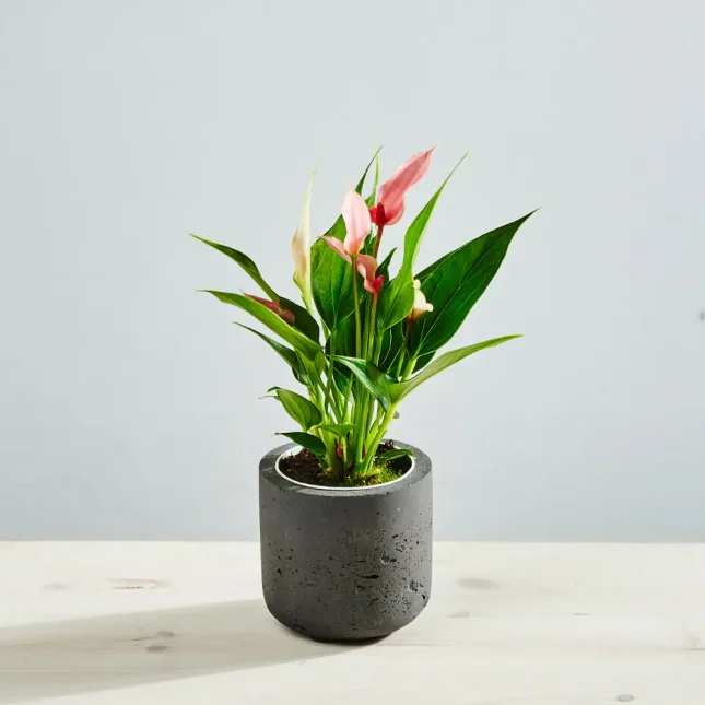 MS1k9_0134_MS9 134 Anthurium lilli