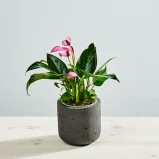 Anthurium zizou baby