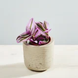 Trzykrotka nanouk baby (tradescantia albiflora)