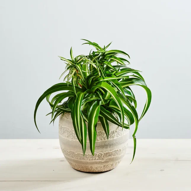 MS1k9_0215_MS9 215 Zielistka bonnie (chlorophytum comosum)