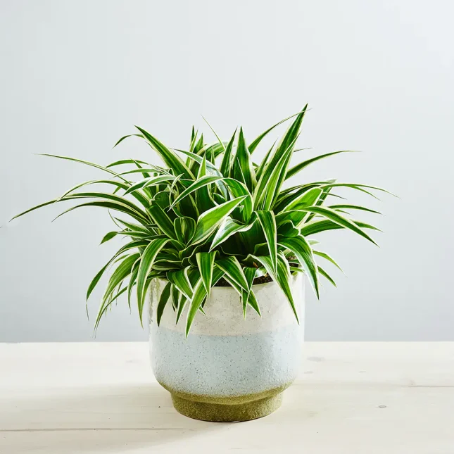 MS1k9_0218_MS9 218 Zielistka ocean (chlorophytum comosum)