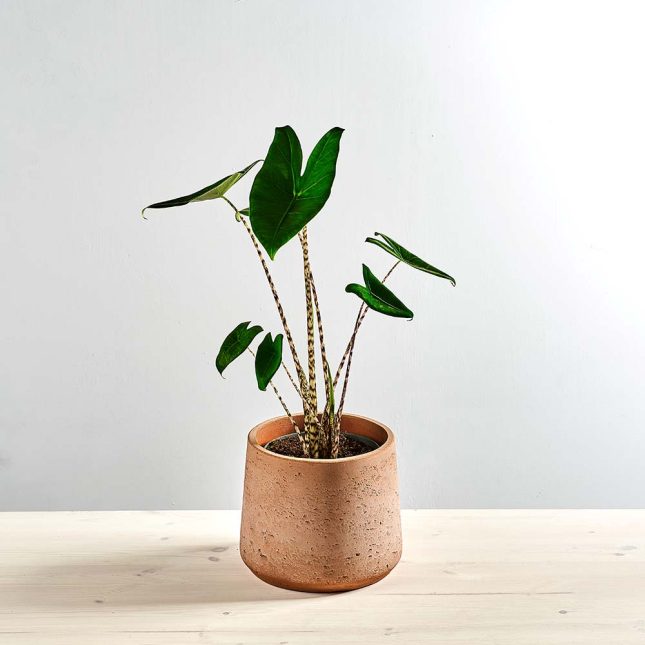 Alokazja zebrina (alocasia)